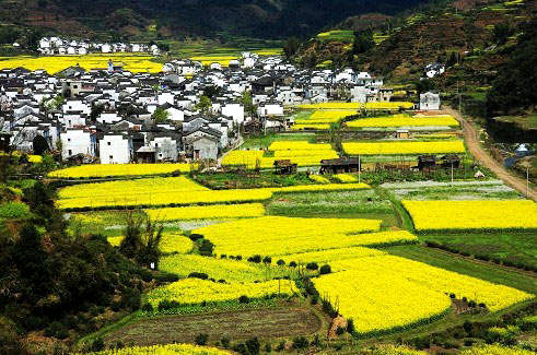 rape flowers in Wuyuan