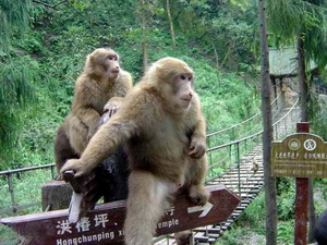 Leshan Giant Buddha and Mount Emei Tour