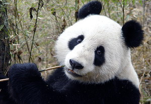 Lama Temple, Summer Palace, Panda House