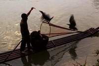 Cormorant Bird catching fish